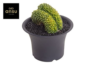 Gymno Cactus Spineless Xxxl