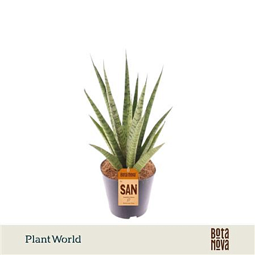Sansevieria 'trifciata' Pineapple
