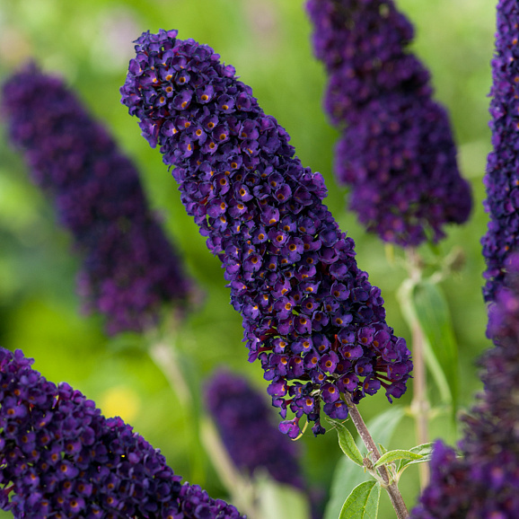 Буддлея давида Блэк Найт в тубе