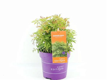 Sorbaria Sorb Matcha Ball