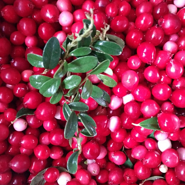 Брусника Эрнтезеген | Оптовая цветочная компания «Флора Групп» Брусника Эрнтезеген