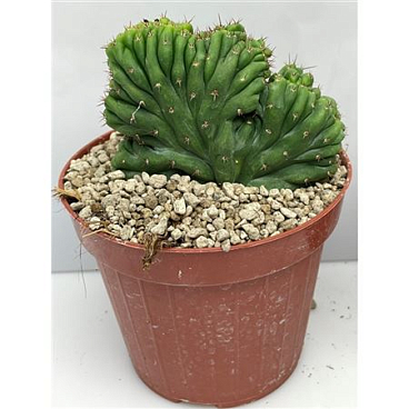 Pachanoi Cristaat