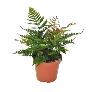 Dryopteris Erythrosora Prolifica (winterhard)