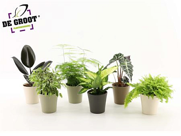 Plant Mix In Ceramic
