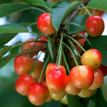 Черешня Поэзия