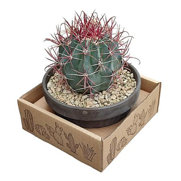 Ferocactus Gracilis Terracotta