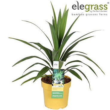 Cordyline Emerald Star