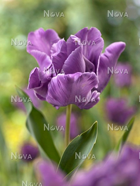 Тюльпан попугайный Блю Пэррот