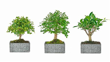 Bonsai Ficus Retusa Ball Pot Ethnic Collectio