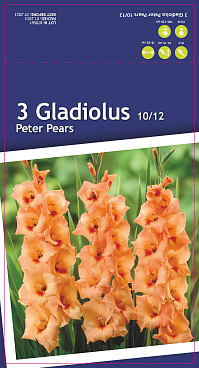 Гладиолус крупноцветковый Питер Пирс