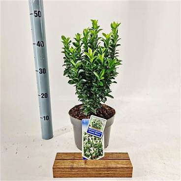 Euonymus Jap Paloma Blanca