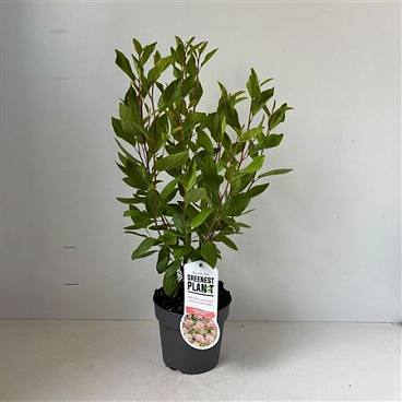 Ceanothus Pallidus Marie Simon