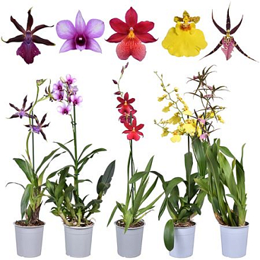 Orchid 1st A2 Mix