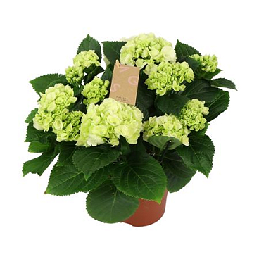 Hydrangea Ma White 7+