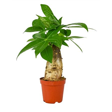 Pachira Trunk