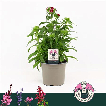 Dianthus Barbatus Dart Red White Picotee