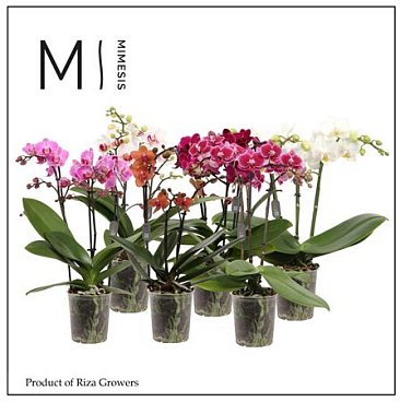 Phal 2st Mix 16+ (mimesis)