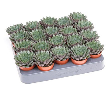 Echeveria Scorpio