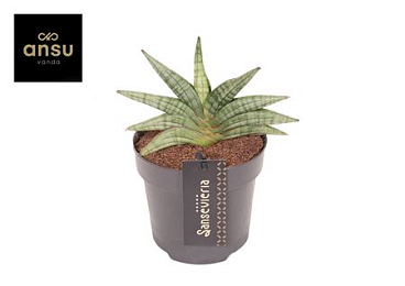 Sansevieria Inti Mini No. 1