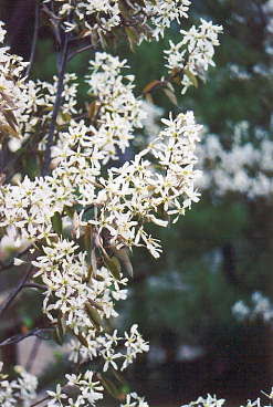 Ирга канадская Принц Уильям