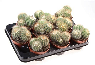 Notocactus Warassii
