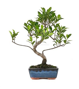 Bonsai Ficus Retusa 15cm/ 6 Years S-shape (indoor