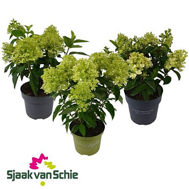 Hydrangea Paniculata Mix 7+