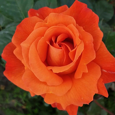 Роза парковая Вестерленд