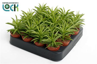 Peperomia Sweet Spark