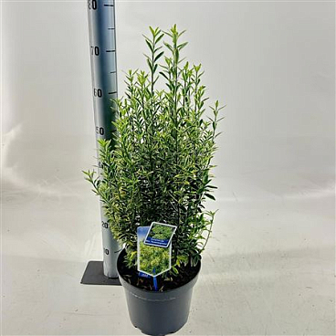 Euonymus Jap Micr Aureomariegatus