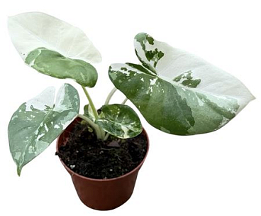 Alocasia Macrorhiza Variegata