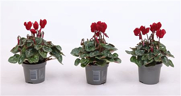 Cyclamen Wine Red