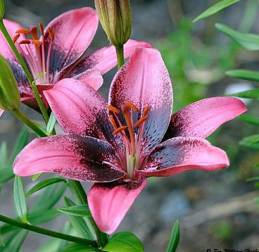 Лилия азиатская Пёрпл Дрим