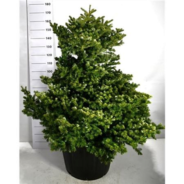 Abies Kor Molli