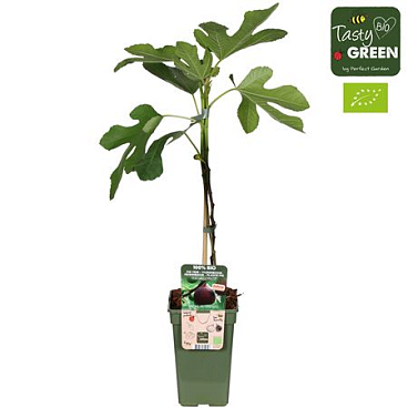 Ficus Gustissimo Perretta Bio