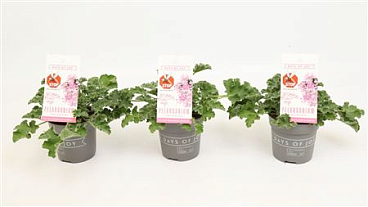 Pelargonium Pink Capitatum Anti-mosquito