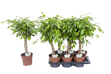 Ficus Be Bundy Twisted Stem