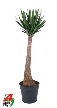 Yucca Maya P34