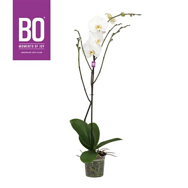 Phal 1st Bo King White 9+ (opti)