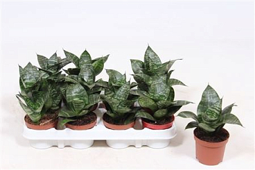 Sansevieria Hahnii