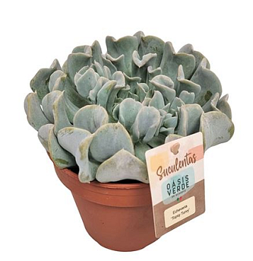 Echeveria Topsy Turvy