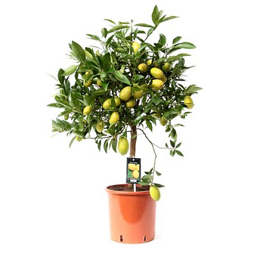 Citrus Limequat On Stem