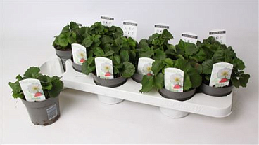 Fragaria Summer Breeze Snow