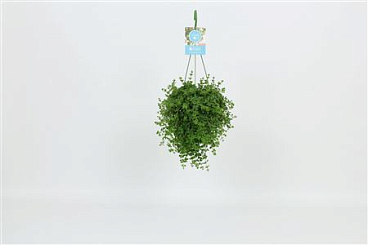 Peperomia Isabelle Hangpot