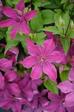 Клематис цельнолистный Экспандер