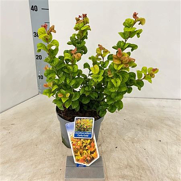 Leucothoë Ax Curly Gold