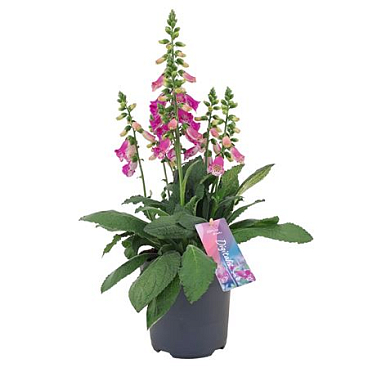 Digitalis Panter