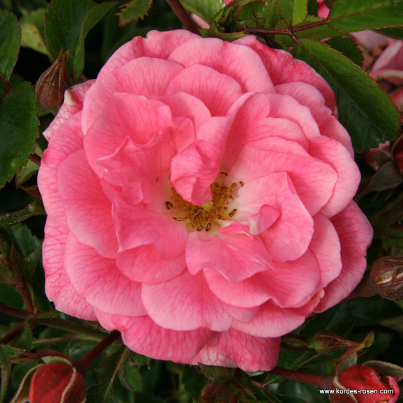 Роза почвопокровная Палменгартен Франкфурт