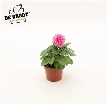 Dahlia Pink