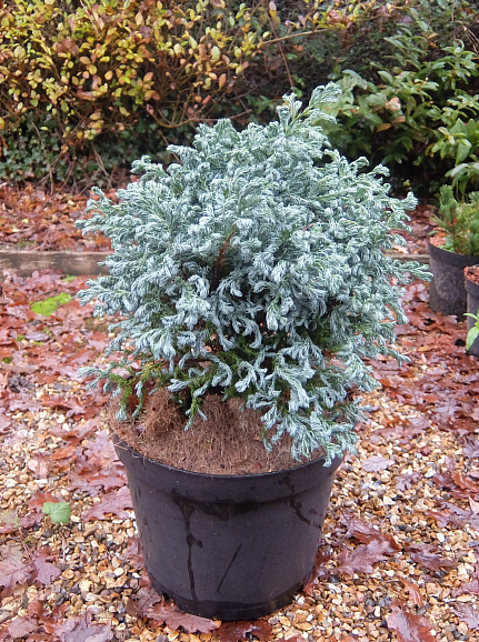 Кипарисовик горохоплодный Керли Топс